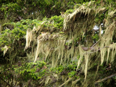 [Thick hunks of light-colored moss hang from the branches of a spruce tree.]